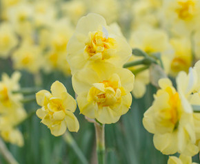 Daffodil 'Yellow Cheerfulness' - 5 bulbs