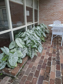  Caladium 'Pinky Swear' - 3 tubers