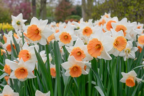 Daffodil 'Chromacolor' - 5 bulbs