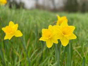 Daffodil 'Gigantic Star' - 5 bulbs