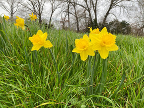 Daffodil 'Gigantic Star' - 5 bulbs