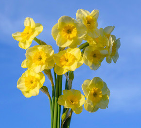 Daffodil 'Sun Disc' - 5 bulbs