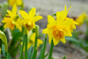 Daffodil 'Tete Boucle' - 5 bulbs