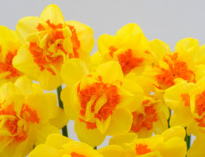 Daffodil 'Vulcanello' - 5 bulbs