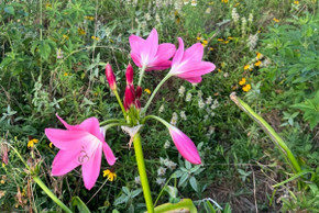 Crinum Walter Flory (Small) - 1 bulb