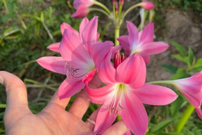 Crinum Walter Flory (Small) - 1 bulb