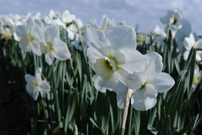 Daffodil 'Emerald Green' - 5 bulbs