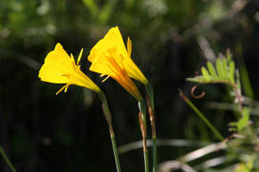 Daffodil bulbocodium 'Oxford Gold' - 5 bulbs