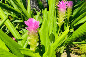 Curcuma aeruginosa 'Indian Surprise' - 3 bulbs Curcuma aeruginosa 'Indian Surprise' - 3 bulbs