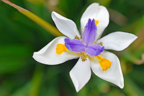 Dietes vegeta "African Iris"-  5 bulbs