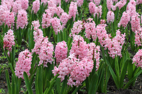 Hyacinthus Hyacinth Pink 'Fondant' - 5 bulbs 