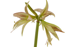 (Amaryllis) Hippeastrum Emerald - 1 bulb