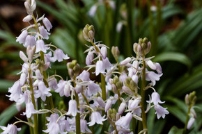 Hyacinthoides hispanica 'White City Bluebells' - 10 bulbs 