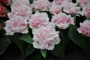 Tulipa 'Perth' - 5 bulbs