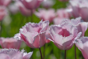 Tulipa 'Paleis Het Loo' - 5 bulbs
