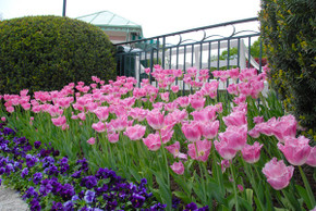 Tulipa 'Fancy Frills' - 5 bulbs