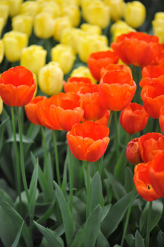 Tulipa 'Cadans' - 5 bulbs