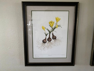 Sternbergia lutea Art