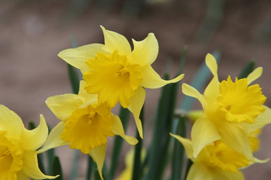 Heirloom 'Lent Lily' - 10 bulbs