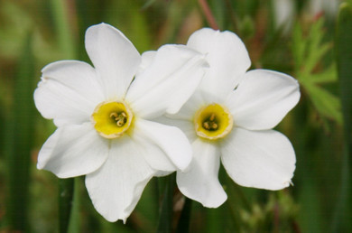 Heirloom 'Twin Sisters' - 10 bulbs 