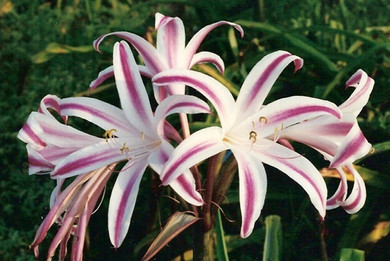 Crinum 'Stars and Stripes' - 1 - 2 gallon pot