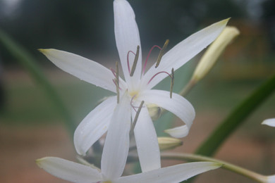 Currently Unavailable  (Pack of 1) White Spider-like Blooming Crinum.