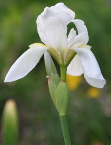 White Cemetery Iris (Iris albicans) - 5 Tubers