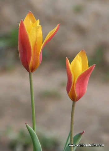 Tulipa clusiana  var. Chrysantha - 20 bulbs