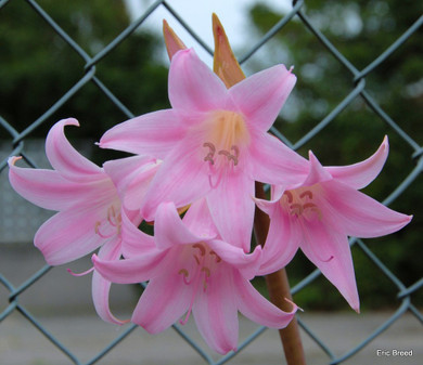 (Pack of 3) The Amaryllis belladonna is a lovely, drought-resistant Amaryllis. It sends up naked stalks topped off by 6-12 trumpet-shaped pink blooms in late summer through fall. The blooms emit a nice pink-sweet fragrance. ATTENTION: These bulbs only perform well in California! Do not try to grow them in any other state. Zones 7-10