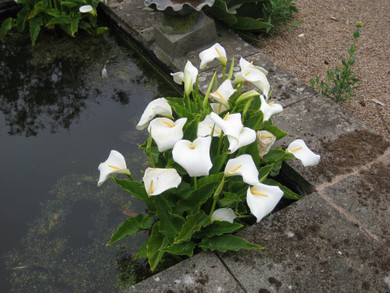 White Calla Lilies - 3 bulbs (2 small and 1 larger)