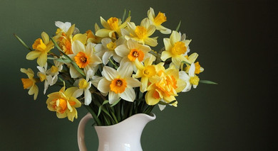 Daffodil 'Cragford' - 5 bulbs 
