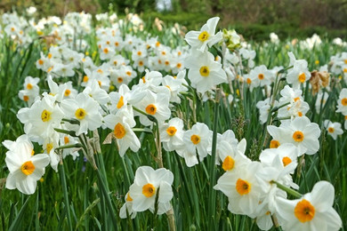 Daffodil 'Cragford' - 5 bulbs 