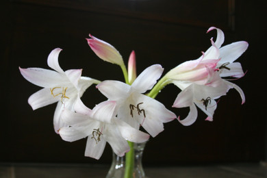 Crinum Mrs. James Hendry (Regular) - 1 bulb