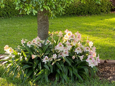 Hippeastrum vittatum - 2 bulbs