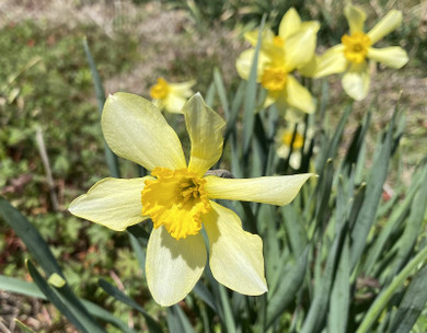 Heirloom "Incomparable" Daffodil -  10 bulbs