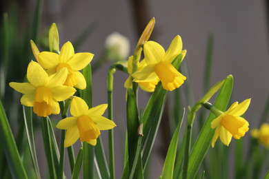 Daffodil 'Tete-a-Tete' - 5 bulbs