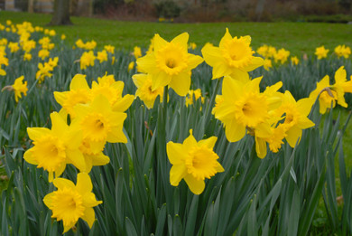 Daffodil 'Dutch Master' - 5 bulbs