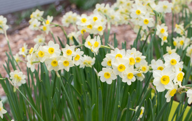 Daffodil 'Minnow' - 5 bulbs