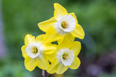 Daffodil 'Pipit' - 5 bulbs