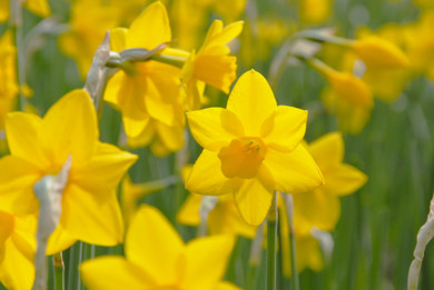 Daffodil 'Sweetness' - 5 bulbs