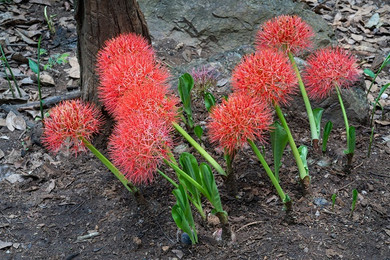 Blood Lily (Scadoxus multiflorus) - 3 bulbs