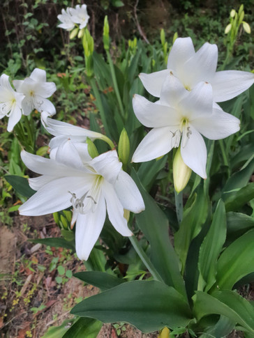 Crinum moorei 'Album' - White Crinum Lily (Regular) - 1 bulb