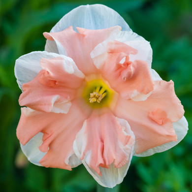 Daffodil 'Apricot Whirl' - 5 bulbs