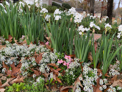 Landscaping Paperwhites Narcissus 'Ziva' -  5 bulbs