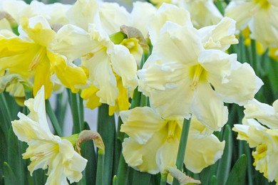 Daffodil 'Cassata' - 5 bulbs