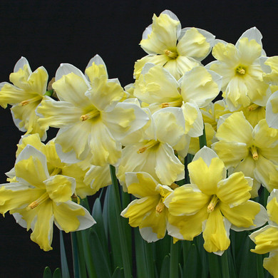 Daffodil 'Cassata' - 5 bulbs