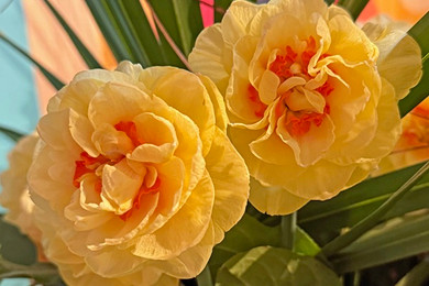 Daffodil 'English Style' - 5 bulbs