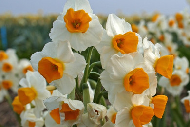 Daffodil 'Gloriosus' - 5 bulbs