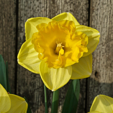 Daffodil 'Gringo' - 5 bulbs