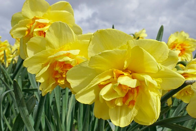 Daffodil 'Indira' - 5 bulbs